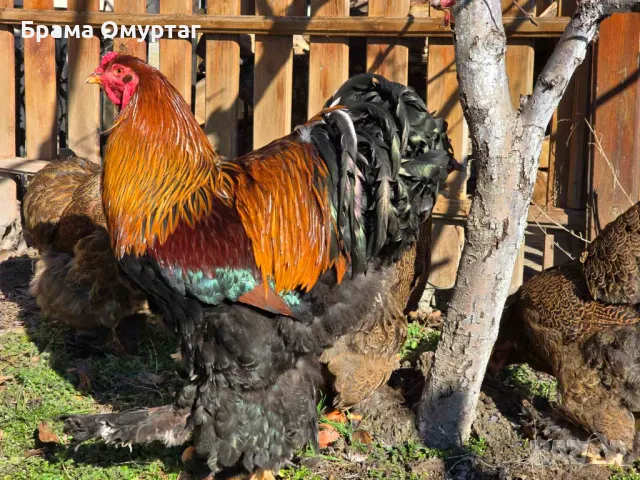 Продавам разплодни яйца от Яребична брама [Partridge Brahma], снимка 8 - Кокошки и пуйки - 50242203