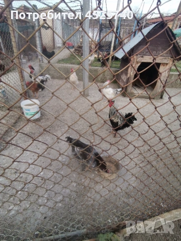 Петли за гледане и за клане , снимка 2 - Кокошки и пуйки - 53868507