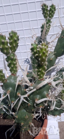 Продавам кактус , снимка 8 - Стайни растения - 54298077