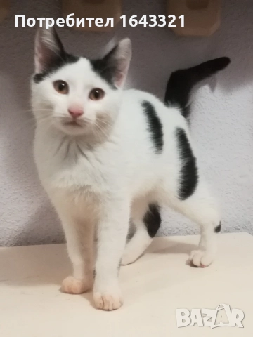 Малък сладур си търси дом (коте, котка)