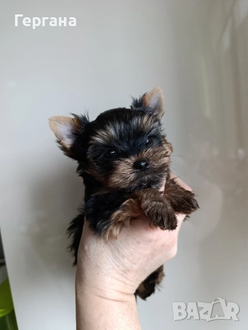 Мини йоркширски териер, снимка 5 - Йоркширски териер - 53348440