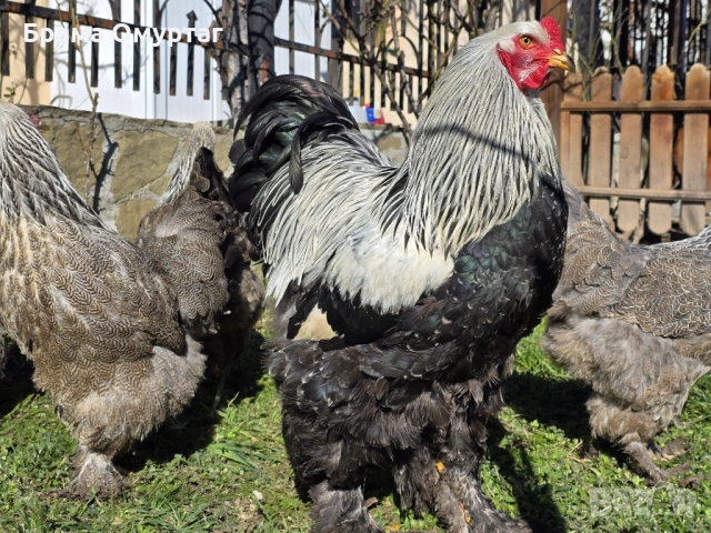 Продавам разплодни яйца от Сребърна Брама [Dark Brahma], снимка 5 - Кокошки и пуйки - 53811097