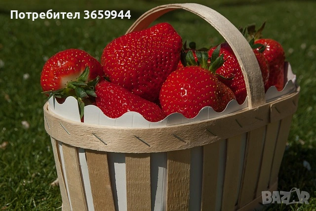 Предлагам био расад ягуди, снимка 4 - Разсади - 53687888