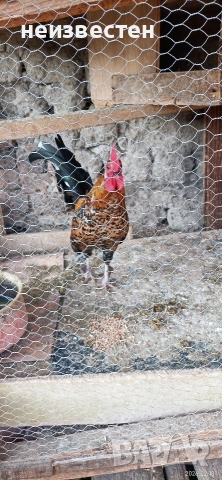 Продавам декоративно петле 