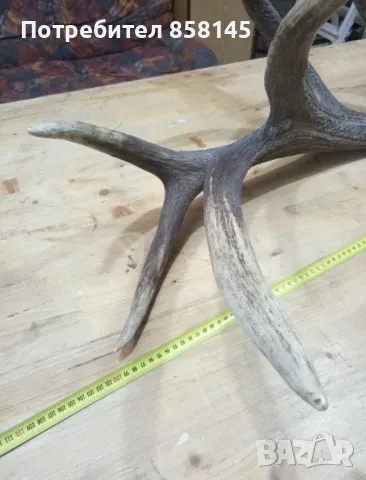 Рога от благороден елен, снимка 12 - Антикварни и старинни предмети - 50062175