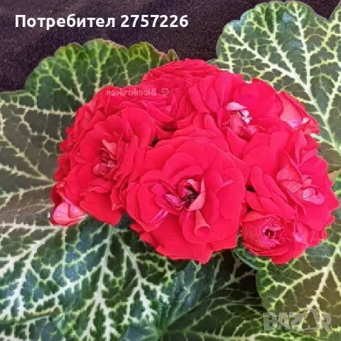 Pelargonium Bornholm, снимка 1 - Стайни растения - 47157829