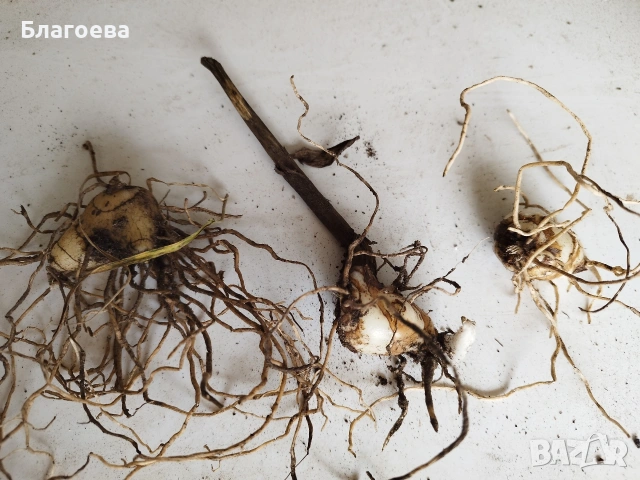 Блетила/Земна орхидея, снимка 4 - Сортови семена и луковици - 53702101