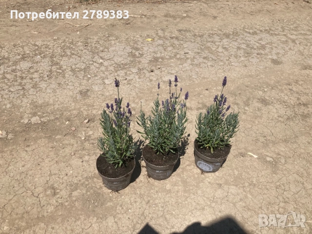 Лавандула , снимка 2 - Градински цветя и растения - 53072794