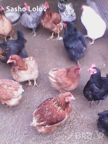 Пиленца за носачки. Еднодневни пилета., снимка 5 - Кокошки и пуйки - 45080946