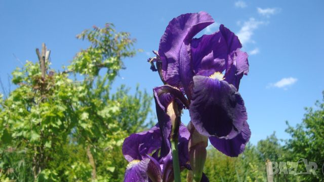 Градински перуники (Iris), снимка 5 - Градински цветя и растения - 45853360