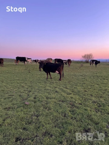 Продавам Крави