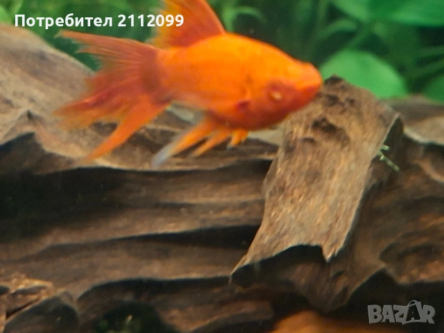 Албино ред 2бр мъжки , снимка 3 - Рибки - 54268842