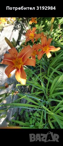 Хемерокалис, снимка 8 - Градински цветя и растения - 36103682
