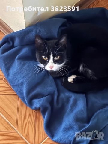 Подарявам мъжkо котенце на 4 месеца - Батман, снимка 17 - Други - 51780705