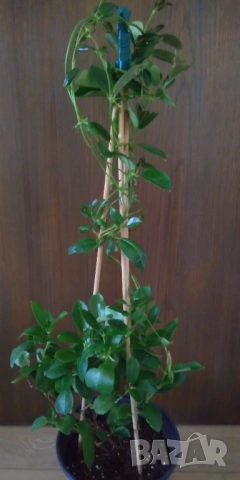 Дипладения Мандевила , снимка 5 - Градински цветя и растения - 53617184