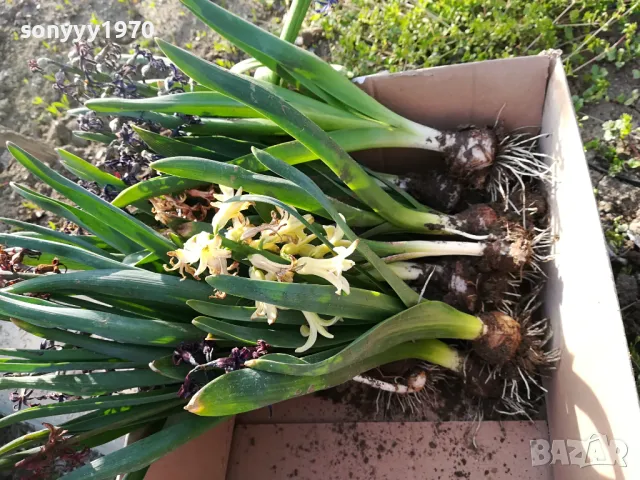 ЗЮМБЮЛИ В САКСИЯ С ПОЧВА 25ЛВ ЗА ЕДИН С ЛУКОВИЦА 1404250825, снимка 4 - Градински цветя и растения - 49886619