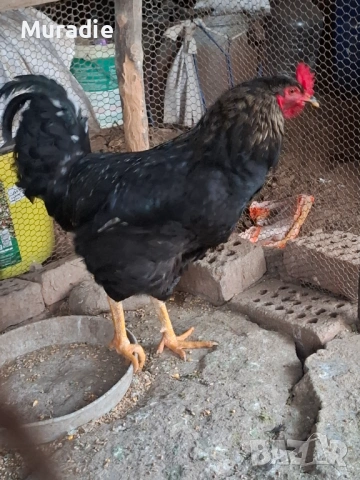 Черен Петел  за разплод , снимка 2 - други­ - 54128213