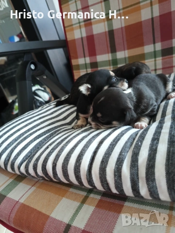 мини чихуахуа, снимка 5 - Чихуахуа - 54158024