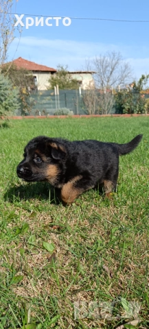 Малки немски овчарки, снимка 7 - Немска овчарка - 52557703