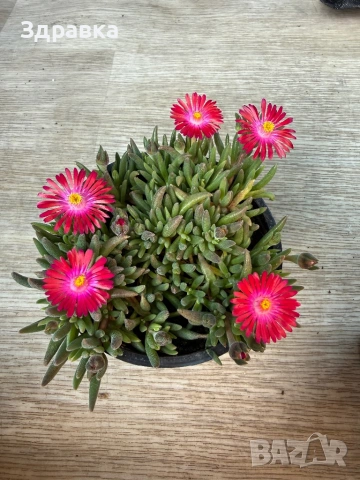 Делосперма 9 цвята 