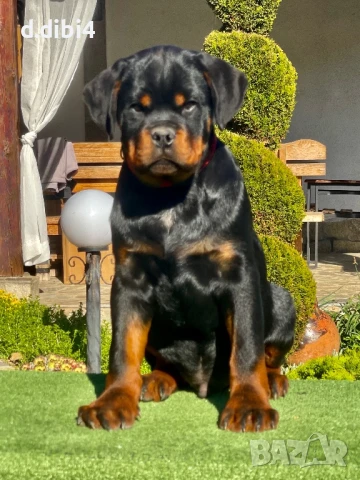 Ротвайлери , снимка 8 - Ротвайлер - 50765775