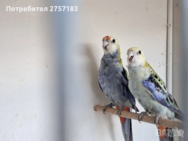 продавам чифт белоглава розела , снимка 7 - Папагали - 52809580