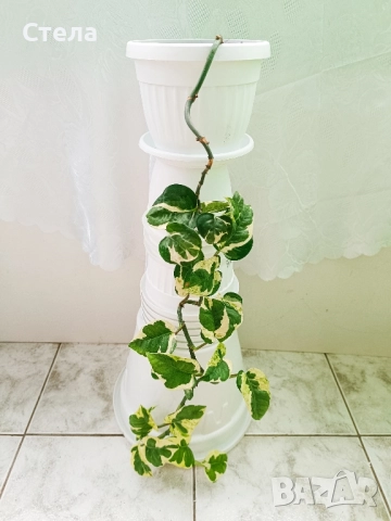 комплект цветя и други балконски цветя , снимка 11 - Стайни растения - 50585932