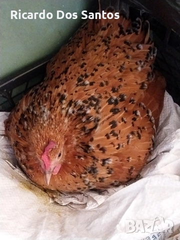 Джинки, снимка 6 - други­ - 52022056