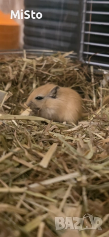 Подарявам джербили (монголска песчанка), снимка 4 - Други - 53850898
