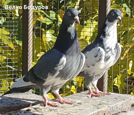 Пазарджишки високо летци. , снимка 4 - Гълъби - 52265511