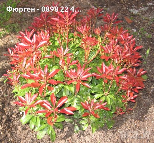 Пиерис - pieris japonica, снимка 7 - Градински цветя и растения - 32317646