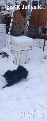 уникален померан тип черна перла, невероятно красив.  , снимка 2 - Померан - 50666317