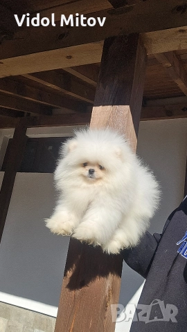 Мини Померан 