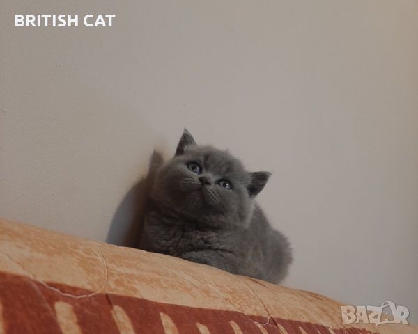 Британски късокосмести котета чистокръвни, снимка 7 - Британска късокосместа - 46417939