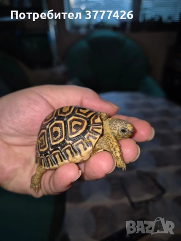 Kостенурка с ДОКУМЕНТИ, снимка 1 - Костенурки - 47671306