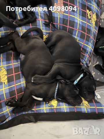 Beautiful cane corso puppies, снимка 4 - Кане корсо - 45736466