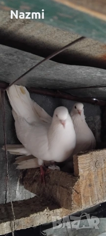 продавам гълъби 
