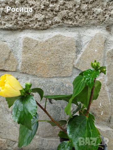 китайска роза , снимка 2 - Стайни растения - 45680509