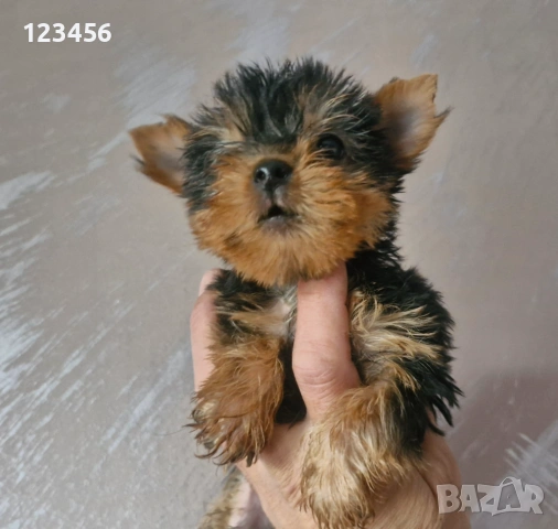 Йорки мини , снимка 5 - Йоркширски териер - 53416685
