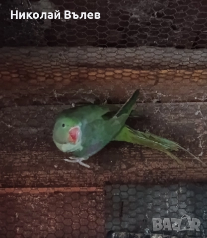 Млади мъжки и женски Александри, снимка 2 - Папагали - 52246227