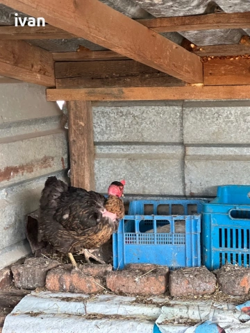 Кокошки голошийки , снимка 4 - Кокошки и пуйки - 54265139