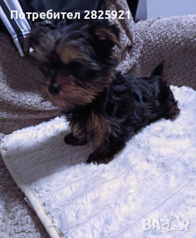 Йорки бебе, снимка 7 - Йоркширски териер - 52694965