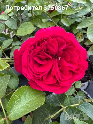 🌹РОЗА 🌹Gpt Red Eden Rose® (Eric Tabarly®) 🌹, снимка 10 - Градински цветя и растения - 51135670