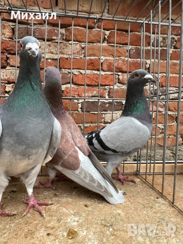 Пощенски гълъби, снимка 5 - Гълъби - 53659059