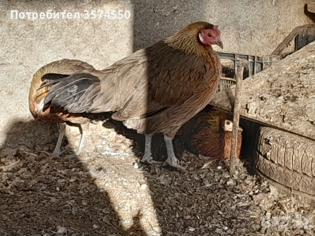 Продавам Феникс , снимка 3 - други­ - 53191179