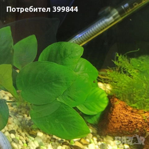 анубиас, снимка 2 - Оборудване за аквариуми - 52516292