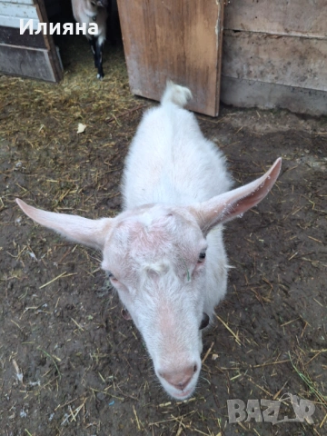 Продавам младо пръчле, снимка 6 - Кози - 53159500