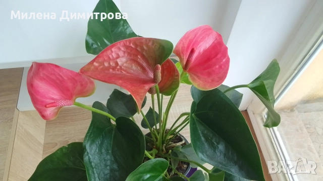 Антуриум , снимка 2 - Стайни растения - 51824526