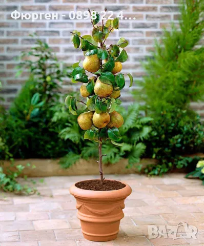 Мини Дръвчета Облагородени и Студоустойчиви, снимка 2 - Разсади - 49334670