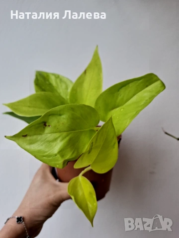 Епипремнум Epipremnum Champs Élysées